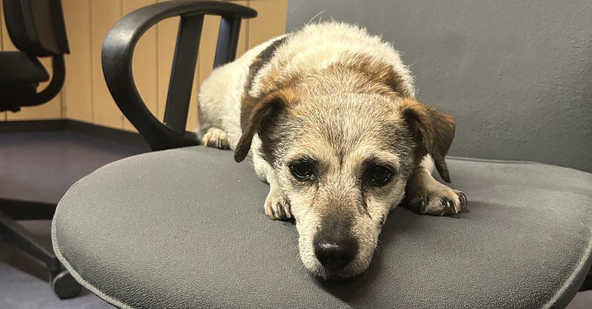 Dog owner sought in Bingen: Police find this dog on the street