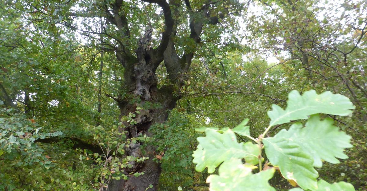 Why a swingers club owner buried gold in the Binger Forest - | Mainz ...
