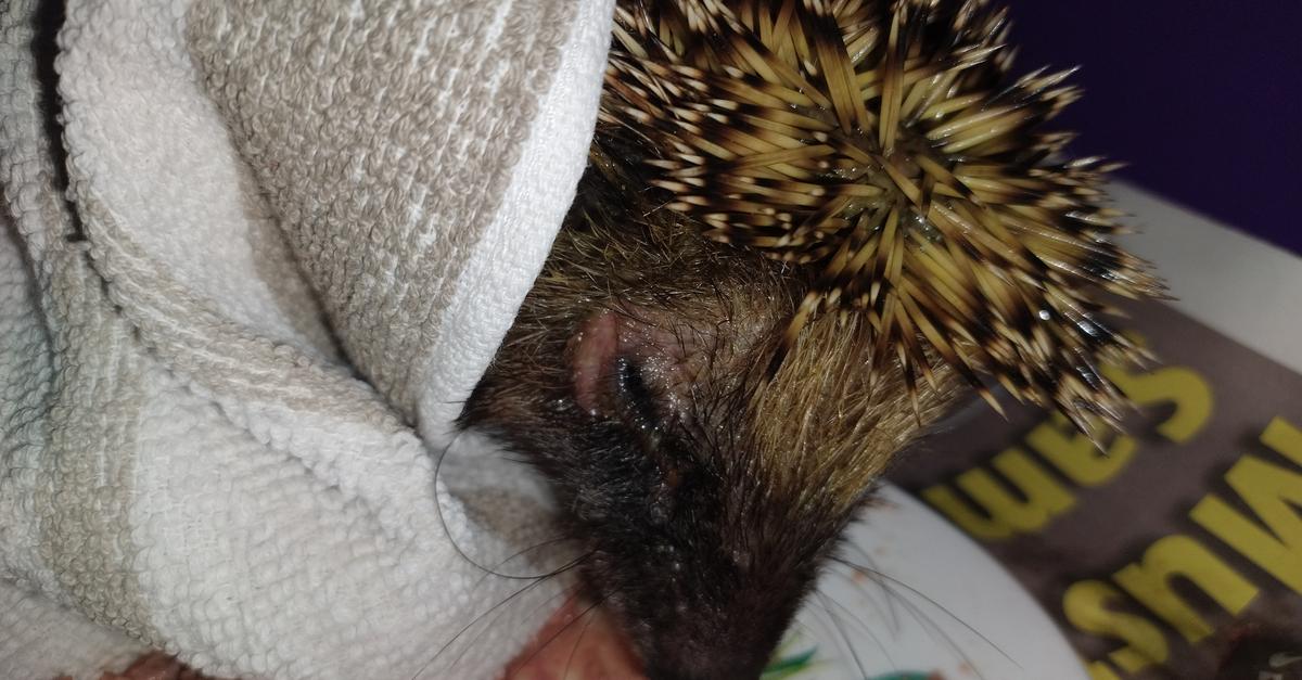 Igel gerät in Schwabenheim in verbotene Falle – Wildtierhilfe Rhein Nahe ...