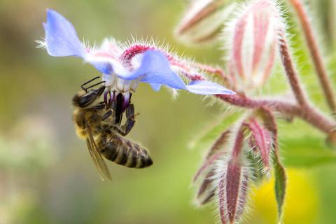Monokulturen, Pestizide und fehlender Lebensraum stellen Bienen und andere Insekten vor immer größere Herausforderungen. Foto: dpa  Foto: dpa