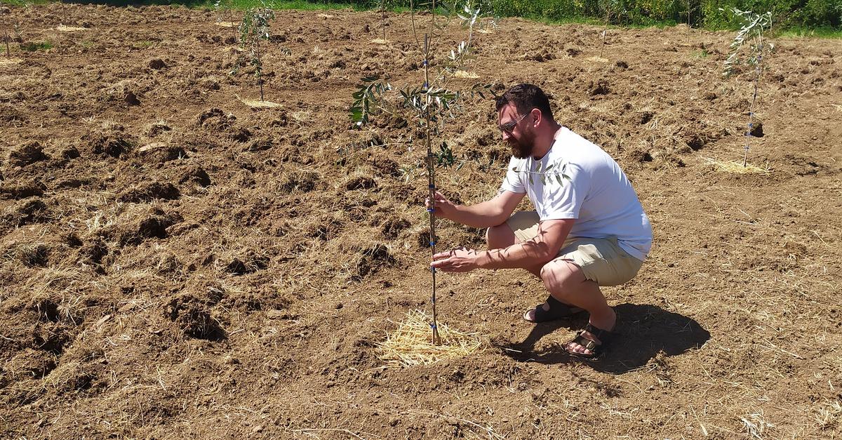Olive trees in Ingelheim: This project has started on the Mainzerberg