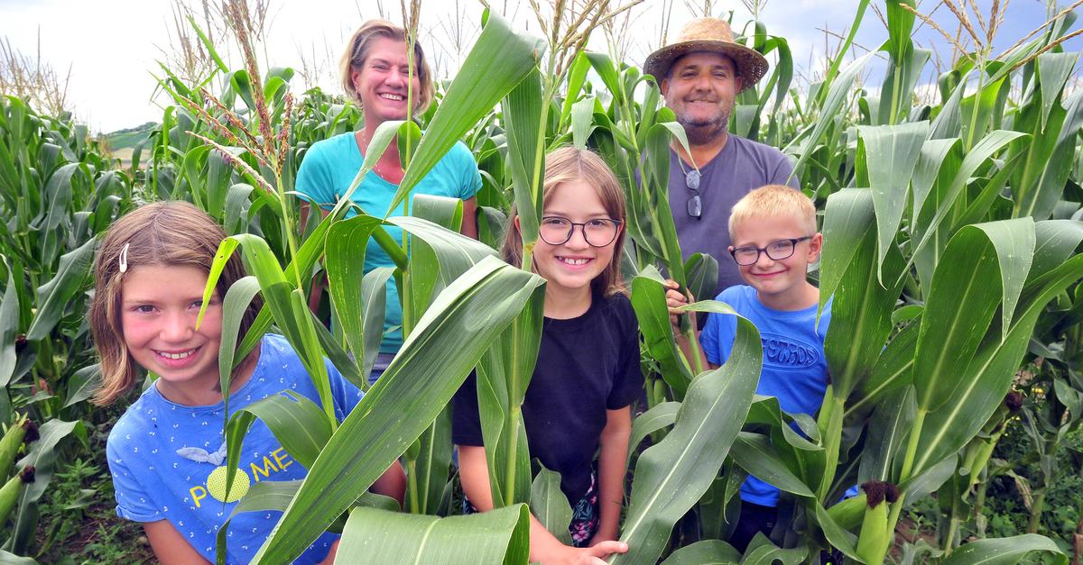 Maislabyrinth am Hof Selztalblick bietet Abenteuer für Familien