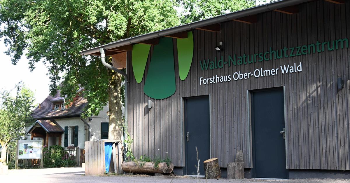 Litter problem in the Ober-Olm forest: Increasing burden on nature and ...
