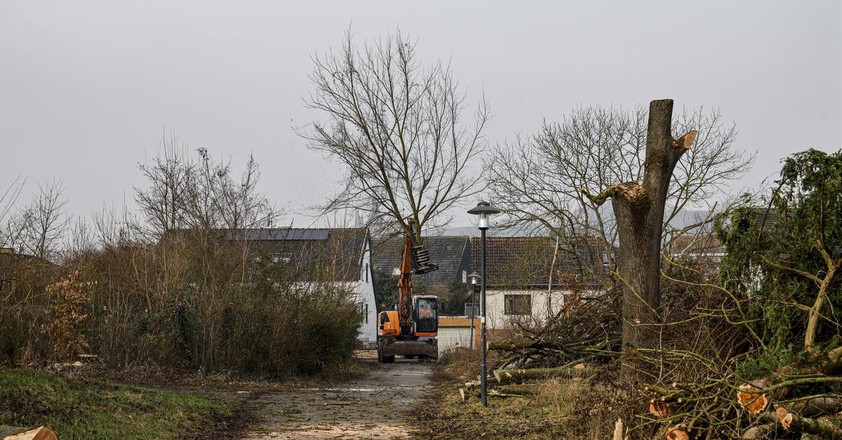 Startschuss für Oppenheimer Hallenbad-Bau: Baumfällarbeiten starten