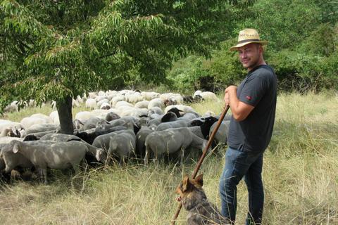 Gemeinsam mit Hütehund Rex hat Wanderschäfer Finn-Ole Stephan seine Herde voll unter Kontrolle.  Mit 600 Schafen und 50 Burenziegen zieht er durch Rheinhessen. Foto: Heribert Fleischmann