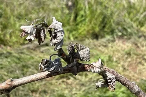 Eine durch Forst geschädigte Rebe aus dem Herrnberg bei Groß-Umstadt (Weinbaugebiet Bergstraße). Auch im Rheingau werden Frostschäden verzeichnet, allerdings scheint man hier im Vergleich zu den Groß-Umstädter Kollegen mit einem blauen Auge davongekommen zu sein.