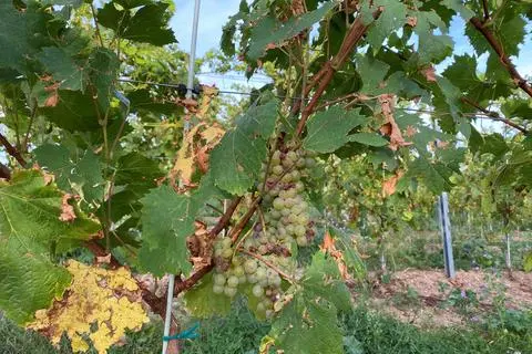 Die Fäulnis macht den Winzern in diesem Jahr besonders zu schaffen.