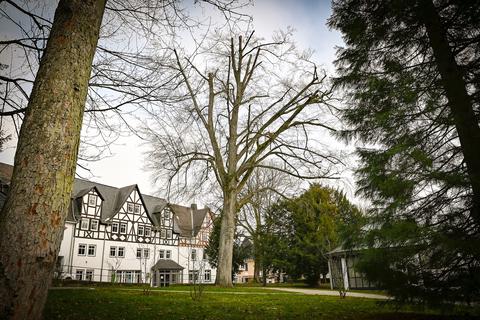 Am Eingang vom Kurpark, direkt neben der Konzertmuschel steht die alte Blutbuche. Aktuell ohne Blätter lassen sich die gekürzten Äste in der Krone gut erkennen. So sollte das Fortschreiten eines Pilzbefalls verlangsamt werden.
