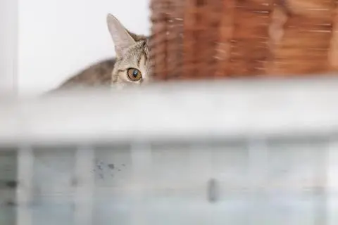 Während manche Katzen bewusst die Nähe zu den Menschen suchen, sind andere wiederum sehr scheu. Das trifft vor allem auf die freilebenden Katzen zu. 