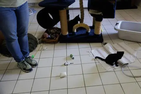 Die jüngste Katze im Tierheim in Dillenburg ist erst ein paar Wochen alt. 