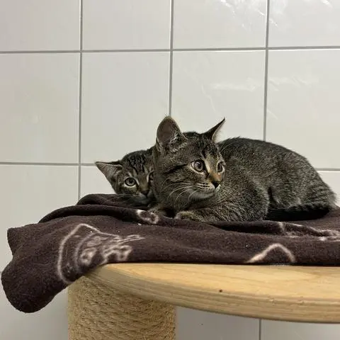 Die ausgesetzten Katzen befinden sich auf der Quarantänestation im Dillenburger Tierheim. Scheu und ängstlich sind sie noch.