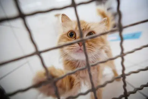 Im Dillenburger Tierheim werden, wie in anderen Einrichtungen in Mittelhessen, viele Katzen abgegeben. (Archiv)