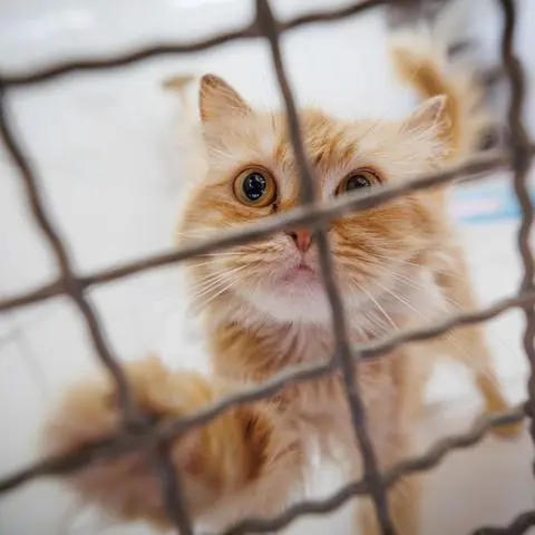 Das Dillenburger Tierheim platzt aus allen Nähten. Vor allem zu viele abgegebene Katzen sind das Problem.