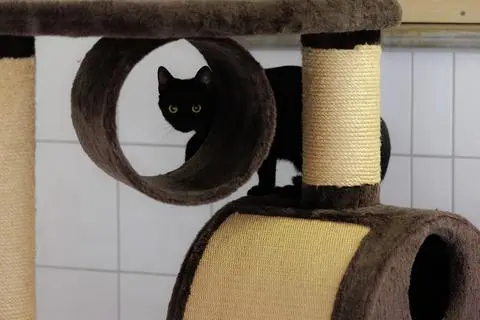 Derzeit befinden sind 18 Katzen im Dillenburger Tierheim und warten auf ein neues Zuhause. 