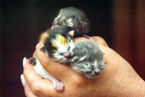 Immer wieder werden Katzenbabys wie diese in Mülltonnen gefunden. Wenn sie Glück haben und entdeckt werden, hilft zum Beispiel das Tierheim Dillenburg. Befürworter der Kastrationspflicht wollen mit diesem Schritt dafür sorgen, dass solche Fälle seltener werden. (Archiv)