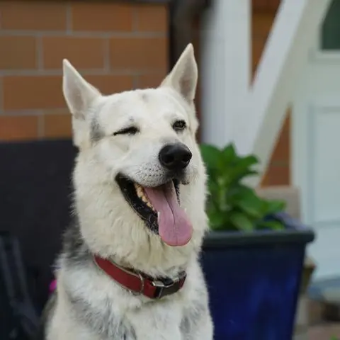 Wolfshund "Lobo" scheint seine Lage im Tierheim mit einem Augenzwinkern locker zu nehmen. Er freut sich aber natürlich über Interessenten.         