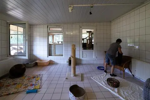Die Mitarbeiter des Dillenburger Tierheims befürworten die Kastrationspflicht für Katzen. Derzeit haben sie besonders viel zu tun. 