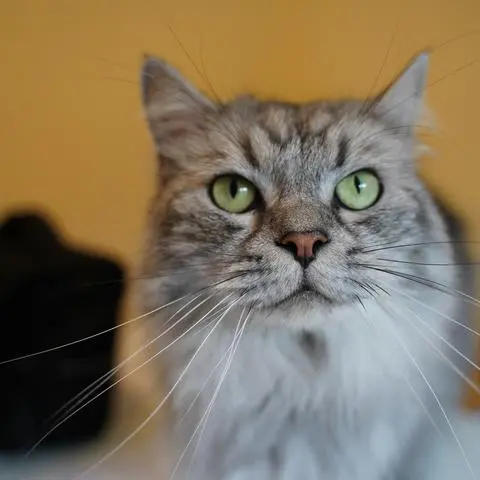 Perser-Ragdoll-Mix "Kasimir" ist eine reine Wohnungskatze.