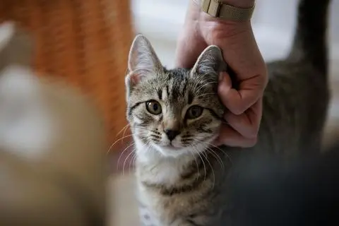 Diese Katze wurde vor ein paar Wochen auf dem Rittal-Parkplatz in Haiger gefunden. Momentan haust sie in den Büroräumen des Dillenburger Tierheims. 