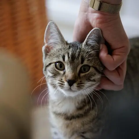 Diese Katze wurde vor ein paar Wochen auf dem Rittal-Parkplatz in Haiger gefunden. Momentan haust sie in den Büroräumen des Dillenburger Tierheims. 