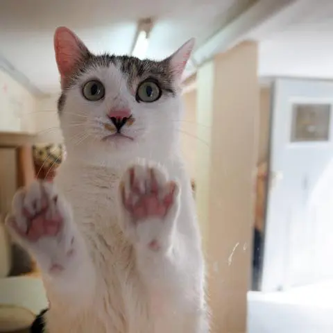 Die Katzen im Tierheim Wetzlar sind neugierig bei dem Besuch.