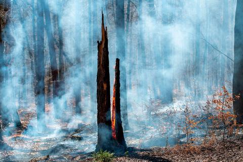 Ein Funke kann genügen: In den trockeneren Monaten steigt die Waldbrandgefahr wieder. Besonders der Mensch wird dabei zum Risikofaktor.