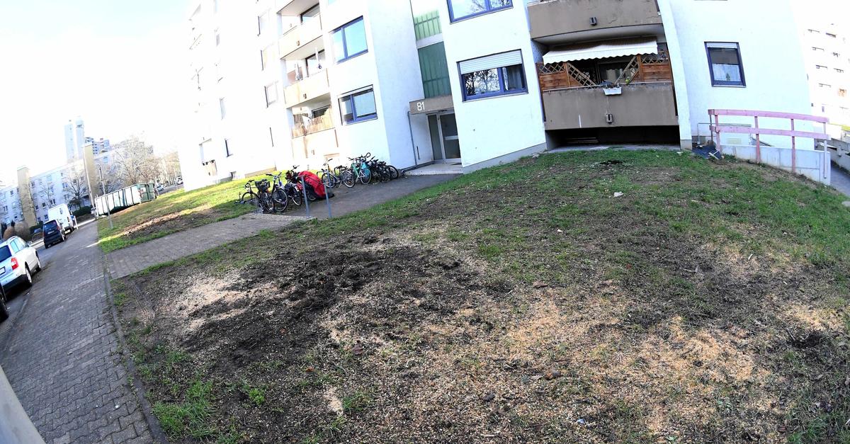 Mainz-Gonsenheim: Ungenehmigte Baumfällung sorgt für Ärger