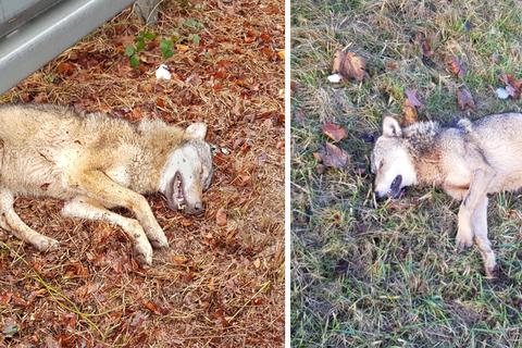 In jüngster Zeit wurden zwei Wölfe in der Region im Straßenverkehr getötet. Links der Wolf aus Frankfurt, rechts der Wolf aus Mainz.  Fotos: dpa, Udo Wagner