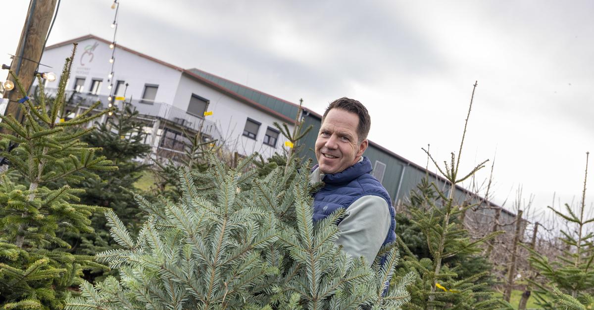 Buying a Christmas tree in Mainz 2026: Sales outlets and offers at a ...