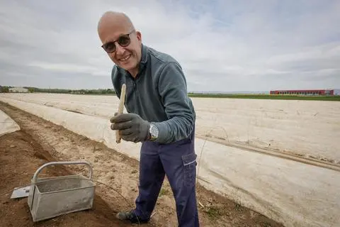 Spargelbauer Thomas Stauder hat bereits mit der Ernte begonnen. Er wartet aber händeringend auf Helfer. Foto: Tim Würz