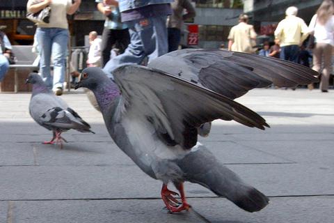Tauben sind den einen lästig, für andere gehören sie zum  Stadtbild. Unter Kontrolle bekommt man die Tiere am ehesten, indem man sich um sie kümmert, raten Fachleute.  Archivfoto: Sascha Kopp