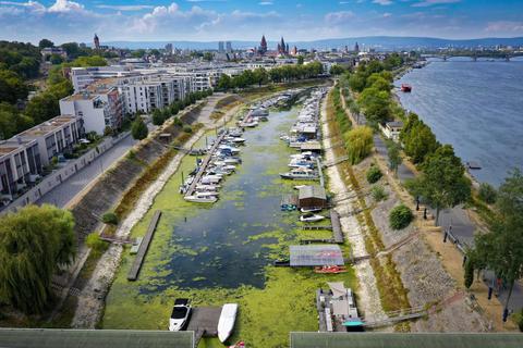 Die nutzbare Wasserfläche schrumpft immer weiter wie hier im Winterhafen, Kraut und Kieselflächen dagegen nehmen stark zu. Ein Problem für Wassersportaktivitäten.  Foto: Sascha Kopp