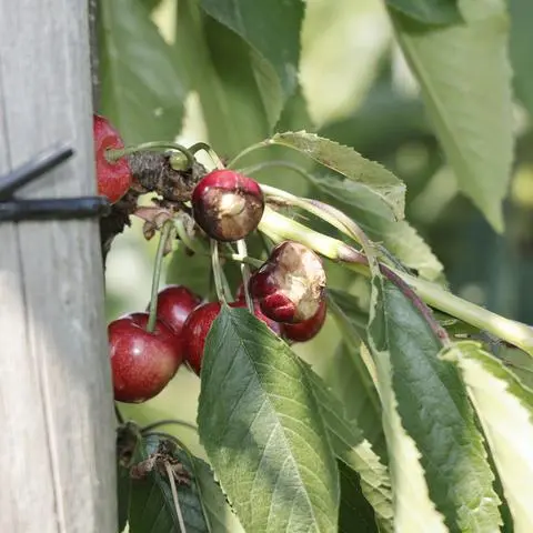 Mainzer Obstbauern leiden derzeit extrem unter Fraßschäden durch Rabenkrähen. Vor allem Erdbeeren und Süßkirschen werden von Schwärmen mit mehreren hundert Tieren heimgesucht. Bei den Frühkirschen gibt es schon erste Totalausfälle. Doch die früher erlaubte akustische Vergrämung ist von der Verwaltung komplett verboten worden.
