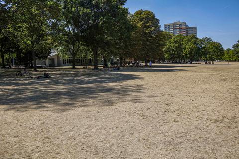 Die meisten öffentlichen Grünflächen, wie hier im Volkspark, müssen derzeit ohne Wasser auskommen. Foto: Harald Kaster
