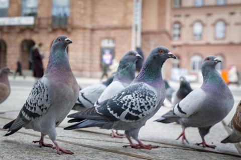 Immer wieder werden Tauben Opfer von Angriffen - auch in Mainz.