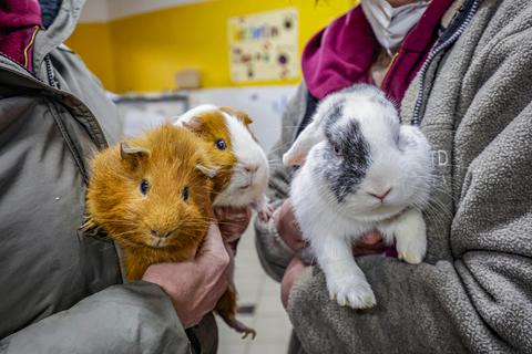 Aktuell werden besonders viele Kleintiere wie Kaninchen und Meerschweinchen im Tierheim an der Zwerchallee abgegeben. In vielen Fällen handelt es sich um „Pandemie-Projekte.“ Foto: Harald Kaster