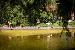 Mainz: Die Stadt Mainz plant eine Veränderung in der Tierhaltung im Stadtpark. Umweltdezernentin Janina Steinkrüger informiert darüber in einem Pressegespräch. Wir wissen schon: Die Flamingos sollen weg. Das ist geplant.