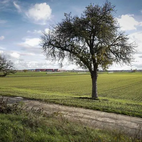 Die jetzigen Ackerflächen zwischen Saarstraße und Stadion, oberhalb der Eugen-Salomon-Straße, sollen überplant werden. Ein Ideenwettbewerb soll helfen. 