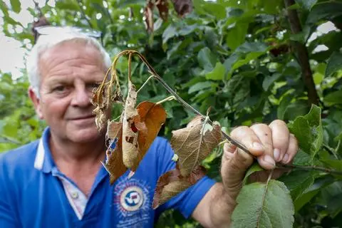 Luc Spettel Draiser Obstbäume in Gefahr: Feuerbrand befällt Gemarkung
