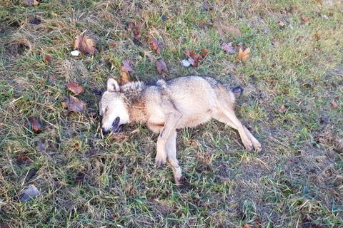 Es wird untersucht, ob es sich bei dem totgefahrenen Tier tatsächlich um einen Wolf handelt. Foto: Udo Wagner