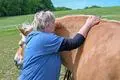 Regina Falter aus Bad König und ihre Pferde (hier mit Haflinger-Stute Arabella) möchten trauernden Menschen über die schwere Zeit hinweghelfen. 