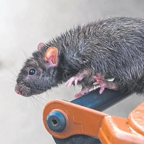 Ratten sind so intelligent, dass sie selbst für professionelle Schädlingsbekämpfer der Firma Quitty mit Sitzen in Bad König und Darmstadt nicht leicht zu fassen sind. 