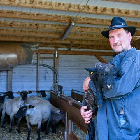 Der Schutz ihrer Herden vor dem Wolf steht für die Odenwälder Schäfer weiter im Vordergrund, wie Vorsitzender Bernd Keller (hier mit einem Lamm und mehreren Mutterschafen auf seinem Rehbacher Anwesen) bei der jüngsten Versammlung der Organisation aufzeigte. Dabei wurde er eindrucksvoll als Vorsitzender bestätigt.