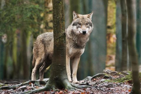 Im Rhein-Main-Gebiet werden immer wieder Wölfe gesichtet. Symbolbild: dpa