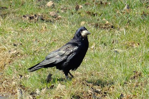 Saatkrähen sorgen in der Landwirtschaft für große Schäden. Sie sind gut an ihrem sehr spitz zulaufenden, grauen Schnabel zu erkennen. Foto: HGON/Lukas