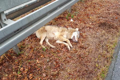 Ein Tier ist bei einem Unfall in Frankfurt getötet worden. Nun stellt sich die Frage: Wolf oder wolfsähnlicher Hund? Foto: Polizei Frankfurt