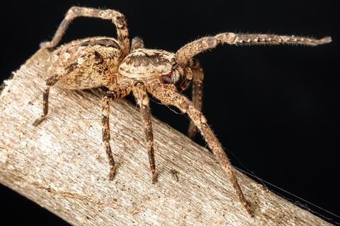 Die Nosferatu-Spinne kann acht Zentimeter lang werden.  Foto: OlivierLaurent-Photos – stock.adobe