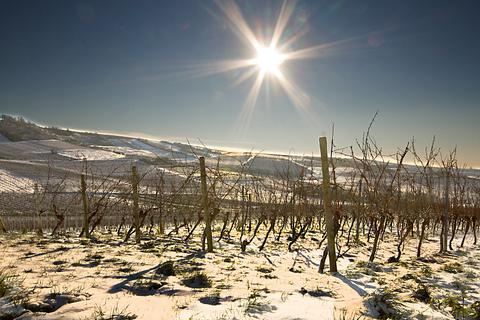 Weinberge im Winter, wie hier bei Horrweiler, können durchaus Charme versprühen. Doch Touristen werden dadurch kaum nach Rheinhessen gelockt
