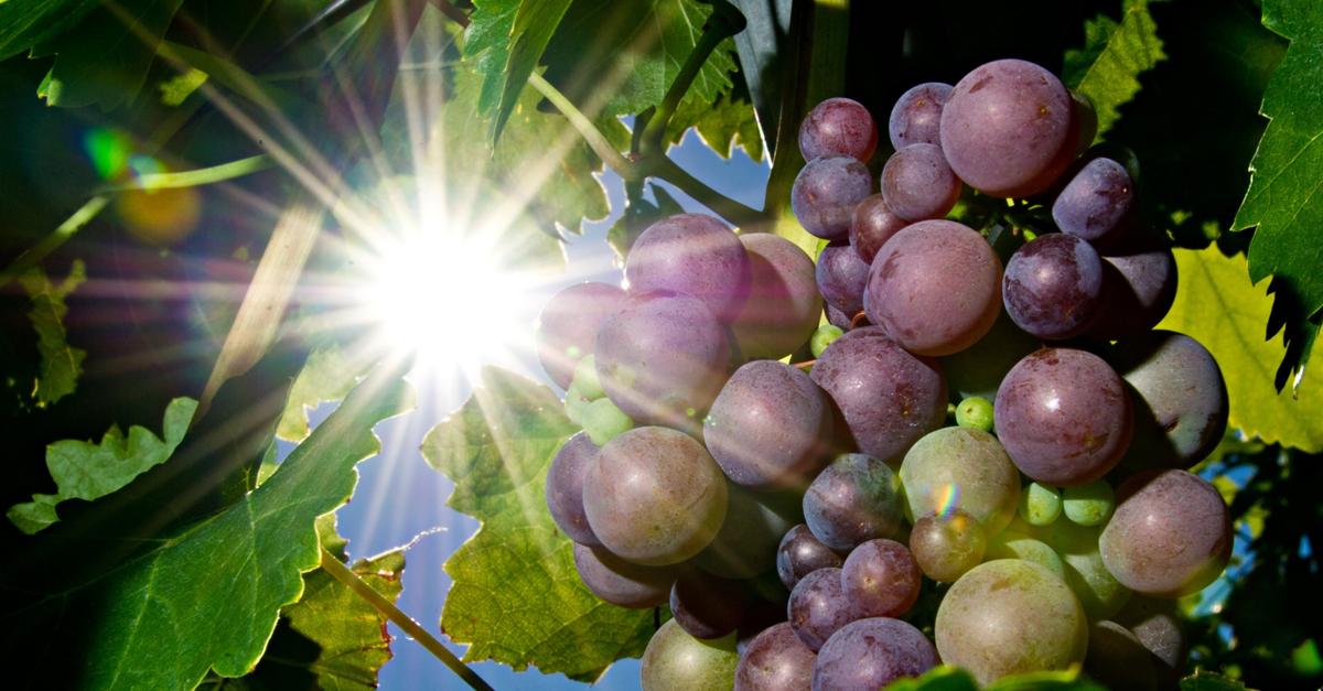 Winegrowers' chaplaincy in Rheinhessen: Initial assessment shows the ...