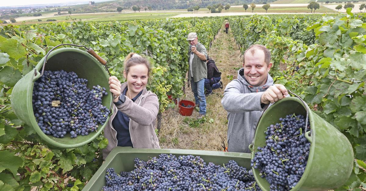 Record-breaking: Grape harvest begins in Rheinhessen - earlier than ever ...